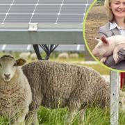 Prime Minister Liz Truss does not approve of solar panels on farmland. Picture: Downing Street/Getty