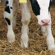 An Irish farmer has plead guilty to animal welfare breaches