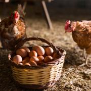 Some supermarkets have introduced limits on eggs bought by shoppers but Waitrose has announced investment in its egg suppliers