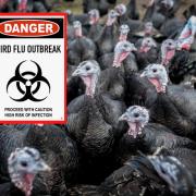 Half of the UK's turkeys have been culled due to bird flu