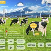 The sensor is placed around a cow's ankles and neck as they go about their regular activities and records everything