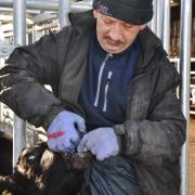 First season grazing cattle vaccinated against lungworm prior to turnout in 2023 are far less likely to need worming at all says Synergy Farm Health