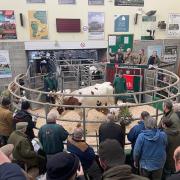 The sale ring at Sedgemoor Auction Centre