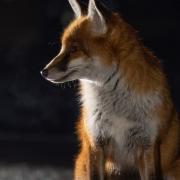 A fox, similar to the one pictured, was found dead
