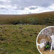 100 sheep were fitted with GPS tracking collars before being put out to graze on Dartmoor National Park last year