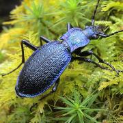 The Blue Ground Beetle (Carabus intricatus)
