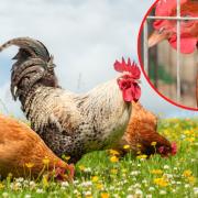 Animal welfare laws under threat as ministers move to bin EU legislation