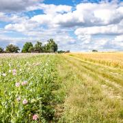 Farmers will be paid for establishing and maintaining flower-rich grass margins, blocks and in-field strips
