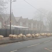 The sheep look like they're waiting for the bus in Alan's photo