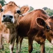 No notifiable disease has been found after more than 100 cows died on a Jersey farm over a few days last month