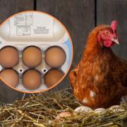 Change of rules in labelling free-range eggs
