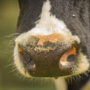 The cow  had a naturally occurring form of the disease called atypical BSE and not so-called classical BSE, the Government has confirmed