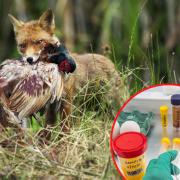 The foxes and otters found with bird flu are believed to have eaten dead wild birds that were infected with the virus