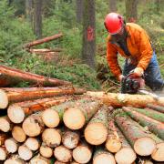 The practical forestry training courses include teaching specific skills like coppicing and planting a new woodland