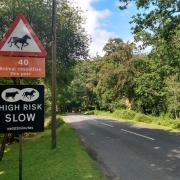 Another four hit-and-run animal accidents have occurred in the  New Forest