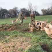 Hounds chase a fox which has been dug out of a den by Avon Vale Hunt members in Wiltshire