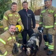 The happy hog with the crew that saved his bacon