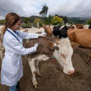 Field trials for bovine TB cattle vaccine and skin test are moving to the next phase 