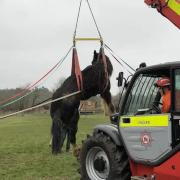 The 19 hands high shire horse was successfully rescued