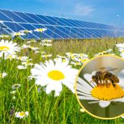 Wildflower meadows in solar farms could quadruple bumblebee numbers