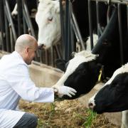 Dairy farmers welcome new grants and funded vet visits to improve cow health