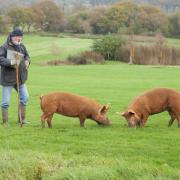 The National Pig Association wants the review to be carried out urgently as it says the industry needs lasting reform and a fairer trading environment for struggling pig producers