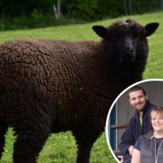 Rob and Jo Hodgkins of Kaiapoi Farm are working to measure emissions from a group of Romney rams and identify those that produce the least methane