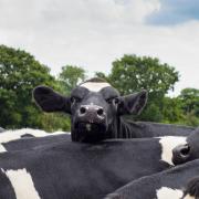 AHDB is running a series of meetings across the south west to help dairy farmers achieve a successful second calving
