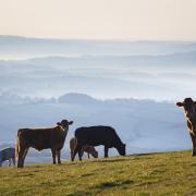 Atypical BSE is not contagious and there is no risk to food safety or human health as a result of this isolated case, Defra said.