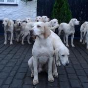 Hounds from the Cotley Hunt outside a pub