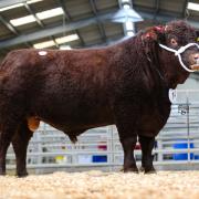 Sale leader at Sedgemoor for the Ruby Devon sale was Champson Magnificence from Messrs Dart and Son, selling for 6200gns