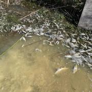 Thousands of dead fish have been found at the Harbour Bridge Lakes