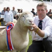 Matthew Gray with Poll Dorset ram lamb, Buckenhill Escobar, who took breed champion, native shortwool interbreed champion, and reserve supreme champion at last year's Royal Bath & West Show