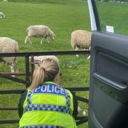 Officers from the Dorset Police Rural Crime Team Officers went to the field to check the sheep