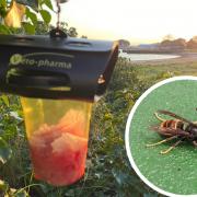 Rare predatory species of hornet sighted in Dorset