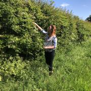 Measuring a hedgerow for the the survey