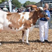 Eight-year-old Ayrshire, Greenaway Ross Great Jubilee, shown by owner Les Rockett, pictured with judge Linda Batty