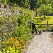 Gardeners at Buckland Abbey  have been working hard to make the area more nature-friendly