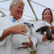 Judging the Rabbits at Camborne Show