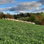 Sheep grazing on red clover