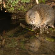 Watervoles have been sucessfully reintroduced across  the UK