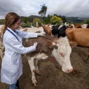 Field trials for bovine TB cattle vaccine and skin test