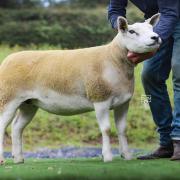 Top seller in the Texel Sheep Society sale