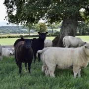 Kaye Downey’s winning flock of mixed ewes