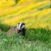 Badger in a field (stock image).