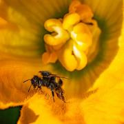 A bee collecting pollen and resting on the petal of a courgette plant flower.