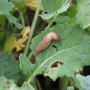 Slug on crops (stock image).