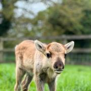 New reindeer at Whimple's Cotley Farm.