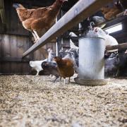Chickens in a hen house (stock image).