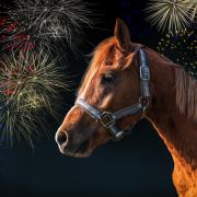 Horse against firework background, stock image.
